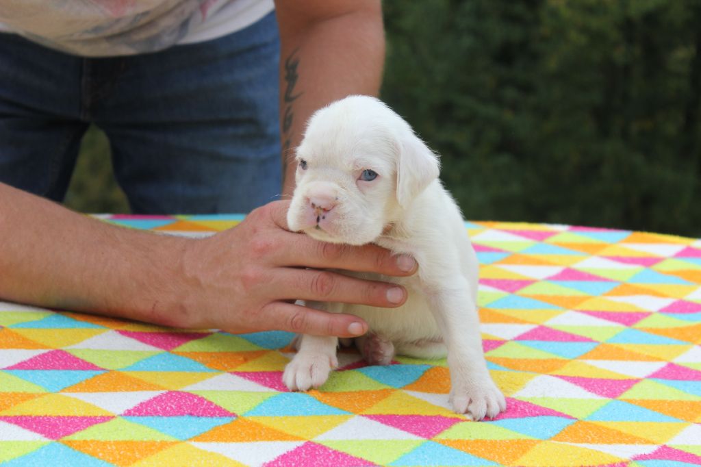 Chiots disponibles