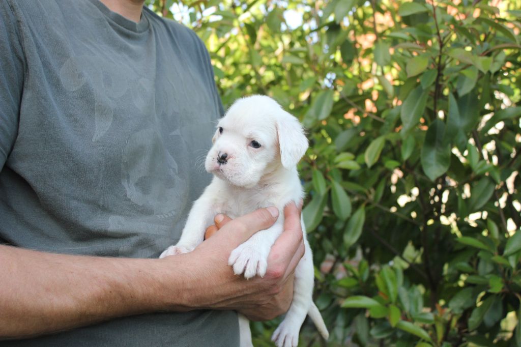Makenju's - Chiots disponibles - Boxer