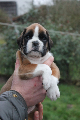 CHIOT 5