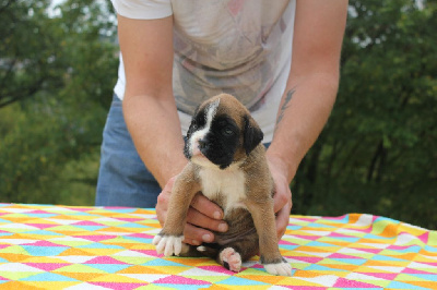 CHIOT 4