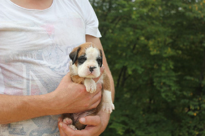 CHIOT 5