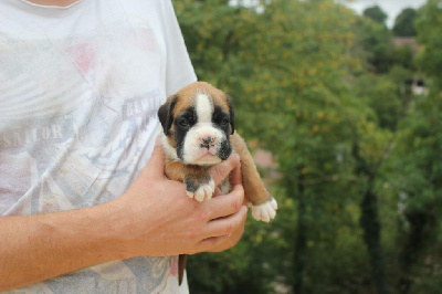 CHIOT 3