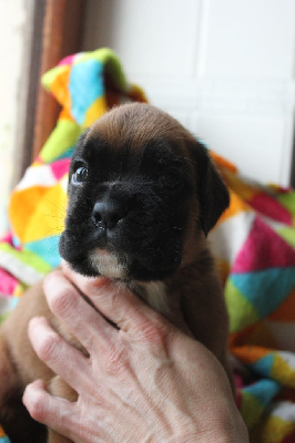 CHIOT 1
