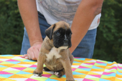 CHIOT 2