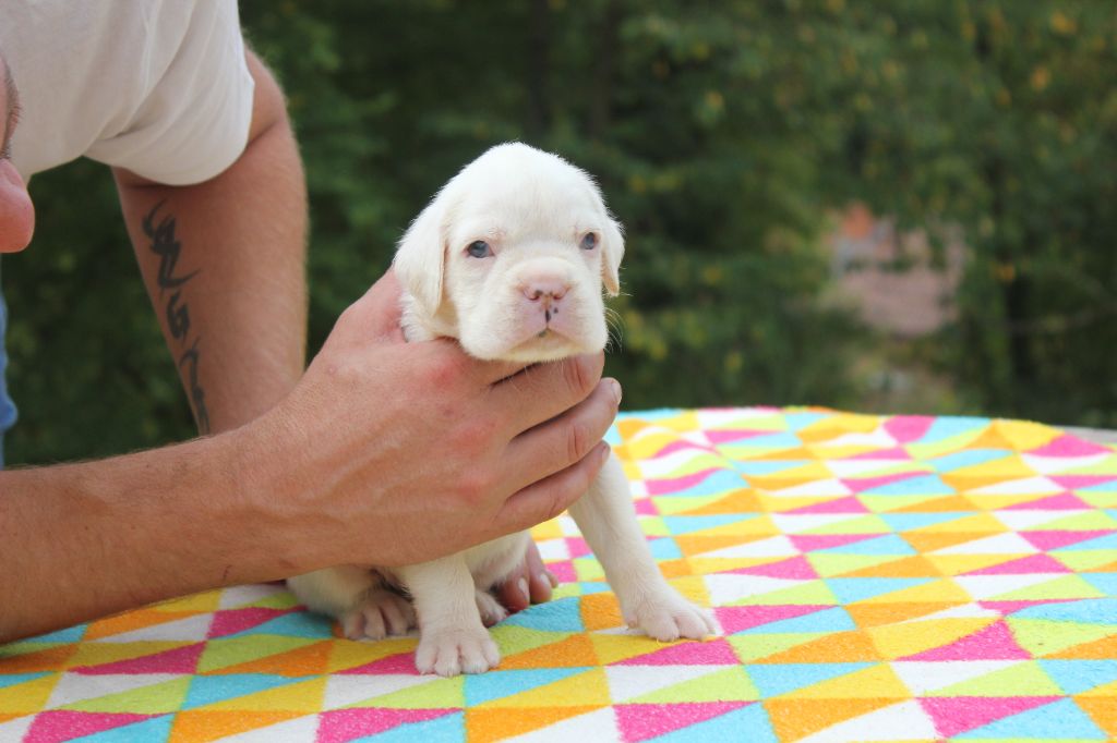 Makenju's - Boxer - Portée née le 07/08/2025